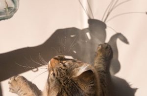 cat looking at shadow